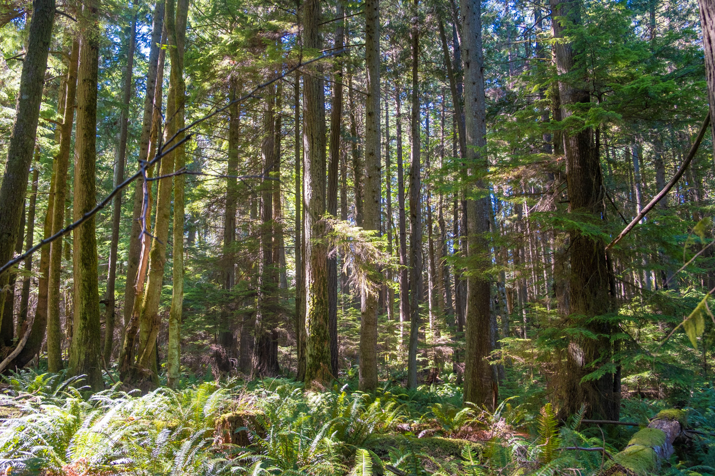 Forest on Keats Island