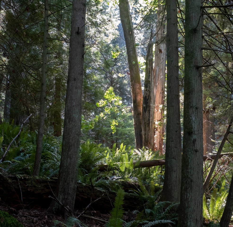 Forest on Keats Island