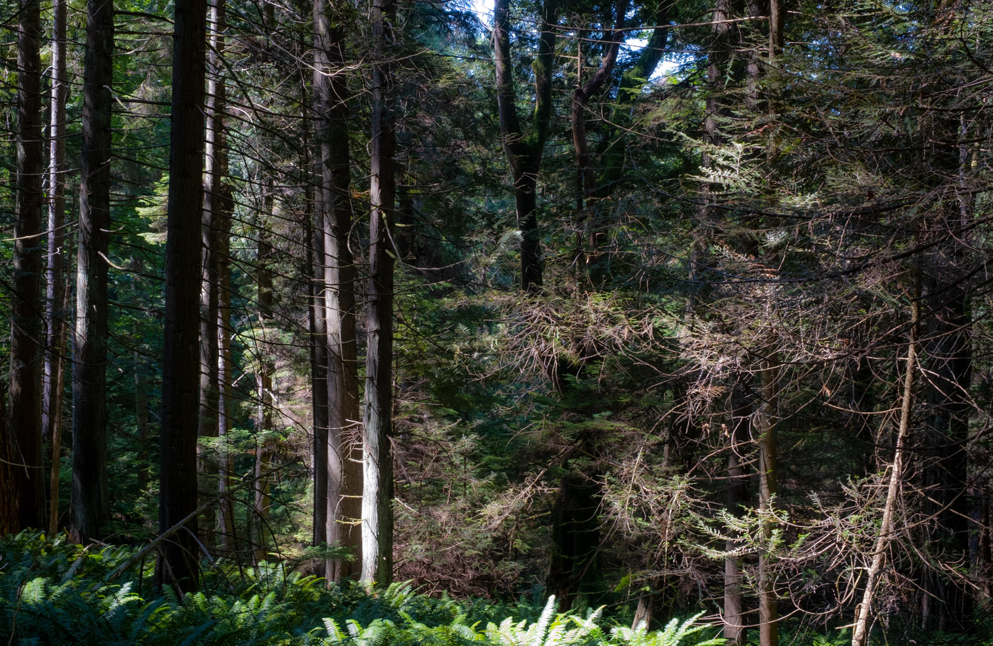 Forest on Keats Island