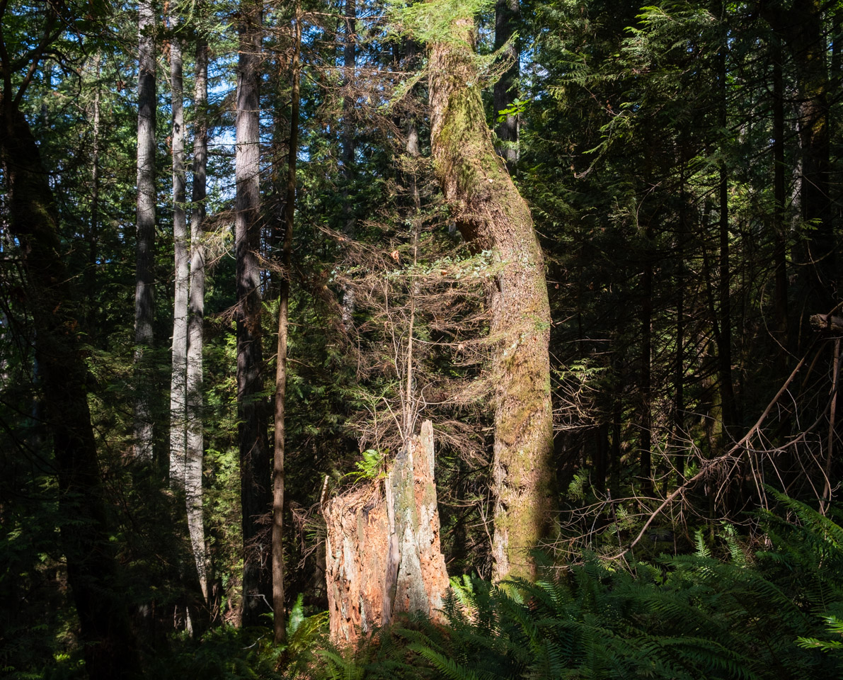 Forest on Keats Island