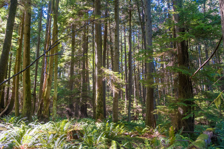 Forest on Keats Island Forest on Keats Island