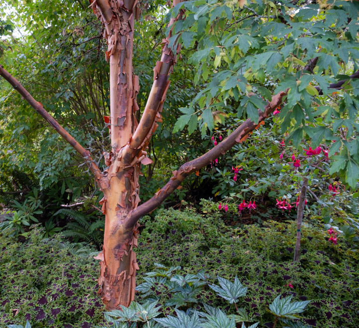Arbutus in Vancouver’s Queen Elizabeth Park Arbutus in Vancouver’s Queen Elizabeth Park