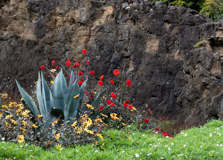 Red flowers and large succulent backed by a dark rock wall 