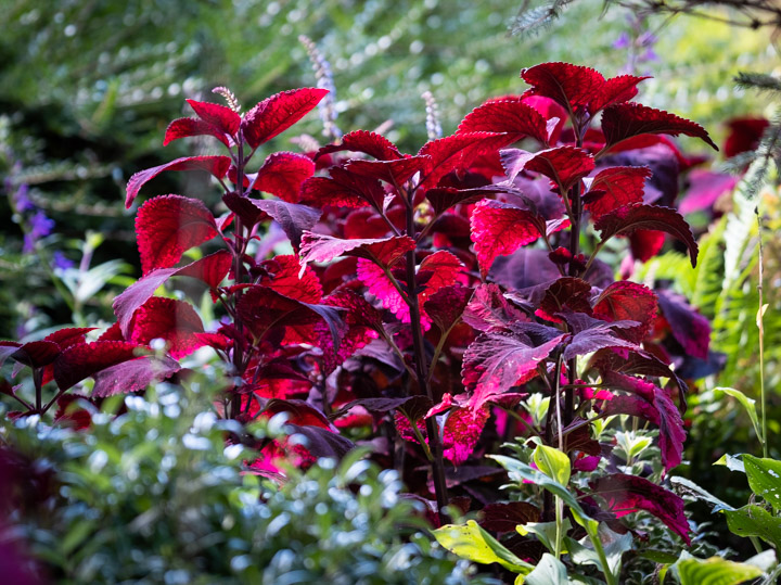 Purple leaves in the sun