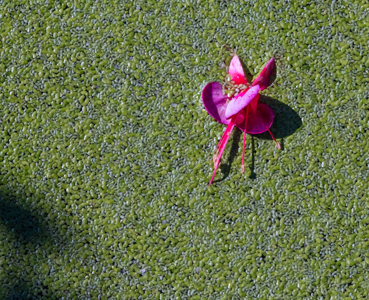 Fallen blossom on leaf-covered water