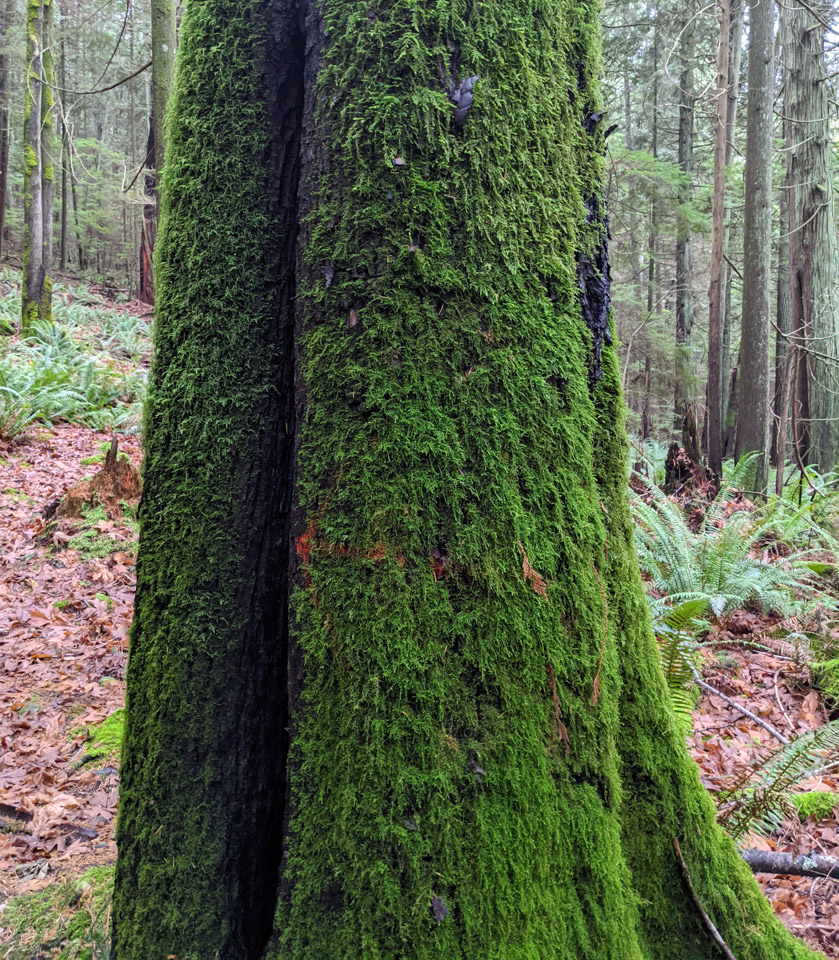 Mossy tree trunk on Keats Island