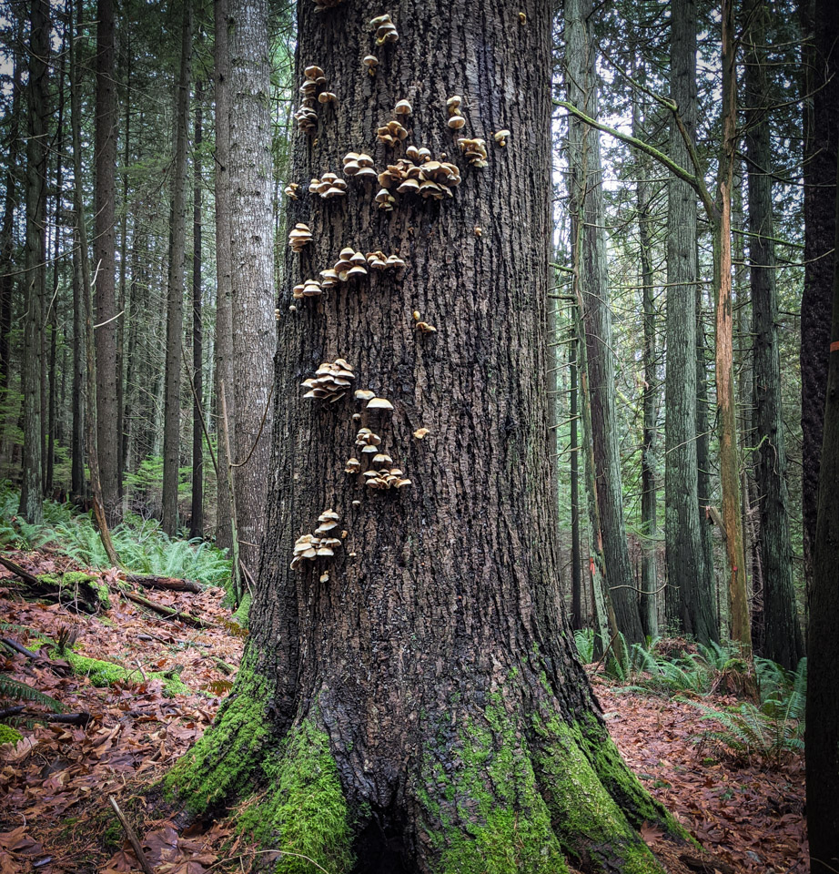 Tree trunk with with fungi on Keats Island