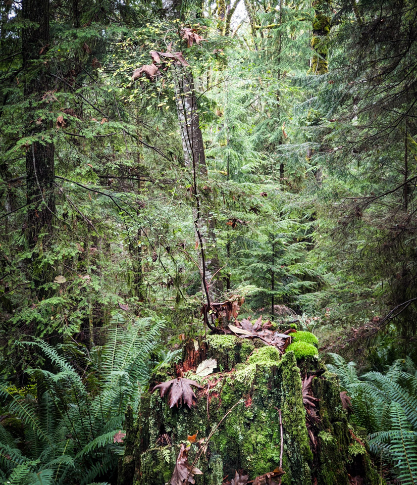 Forest study on Keats Island