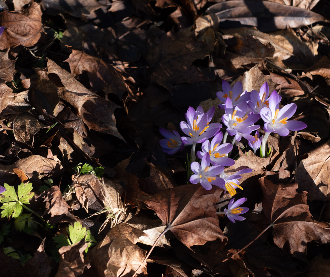 Crocuses pushing through leaf cover