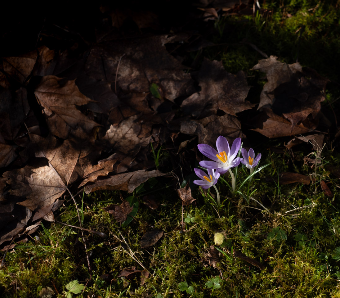 Early-spring crocuses with shadows