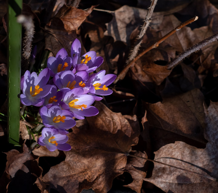 Cluster of spring crocuses in Vancouver