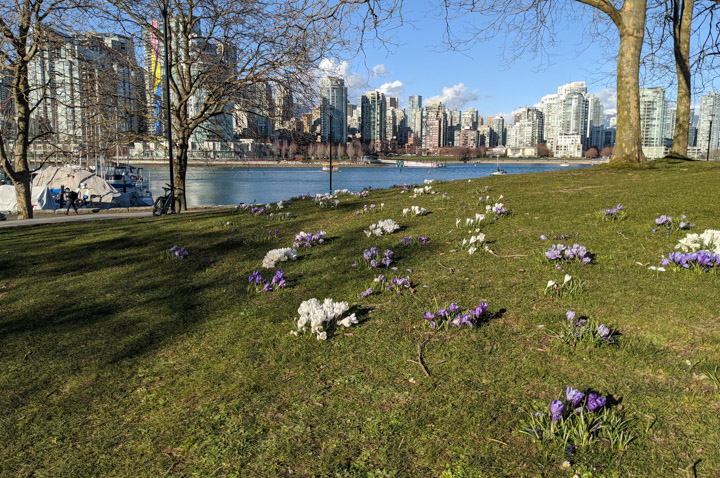 Spring flowers beside False Creek