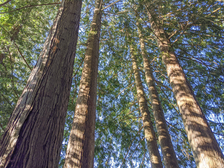 Temperate rain-forest trees