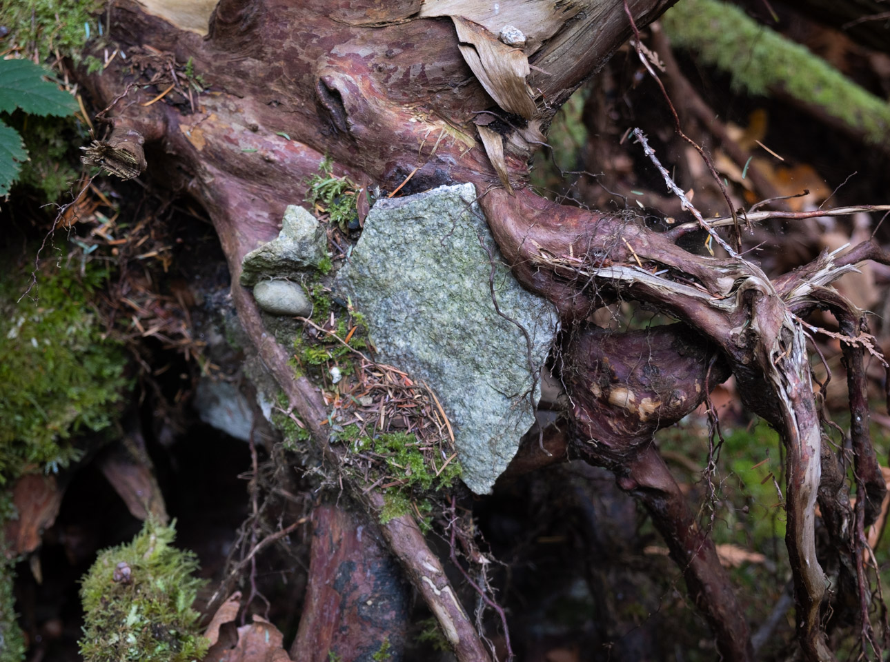 Roots of a fallen rain-forest tree, with stones lodged among them