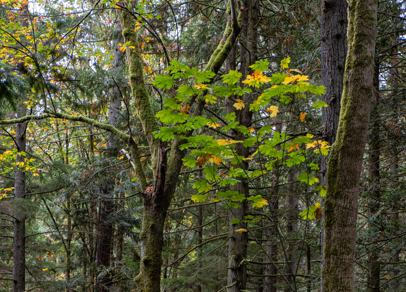 Deciduous leaves in an evergreen forest, starting to show fall colors