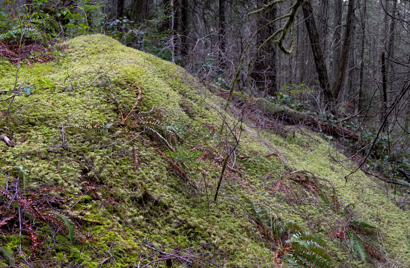 Moss-covered granite outcrop on Keats Island