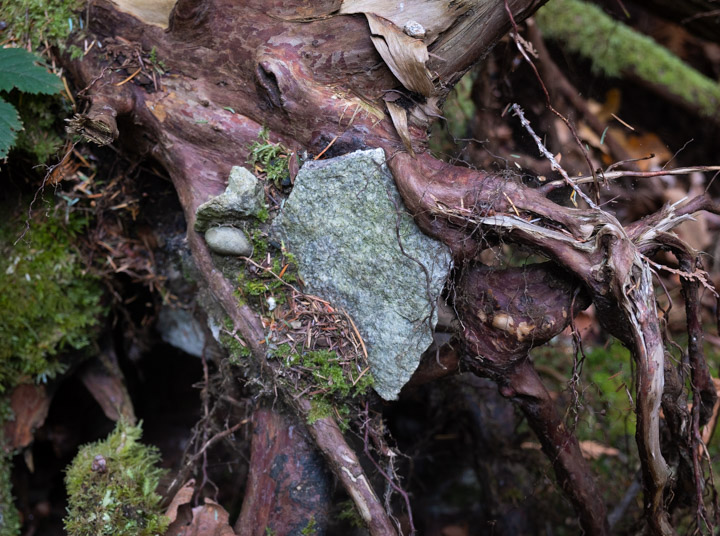 Roots of a fallen rain-forest tree, with stones lodged among them