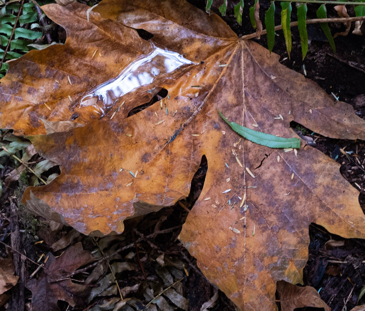 Bigleaf maple on the forest floor, partly zoomed