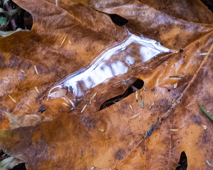 Bigleaf maple on the forest floor, fully zoomed.