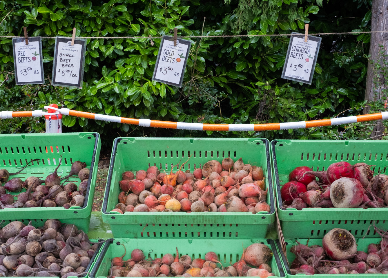 Three kinds of beets for sale: Red, Gold, and Chioggia