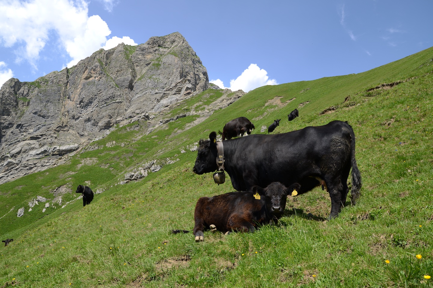 Aberdeen Angus cow in Gadental, Austria