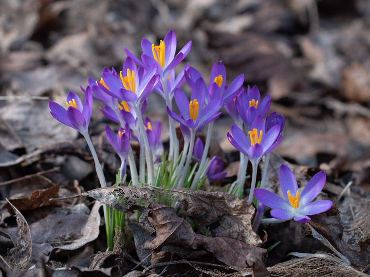 First crocuses, 2023