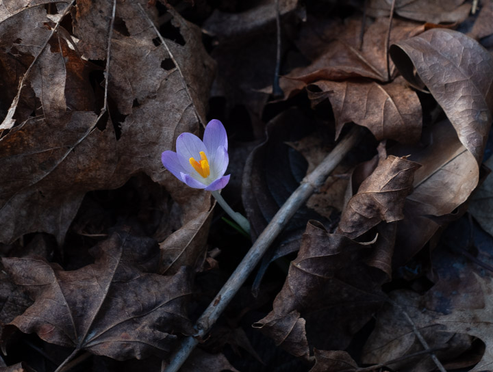 First crocuses, 2023