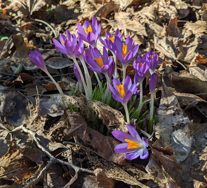 First crocuses, 2023