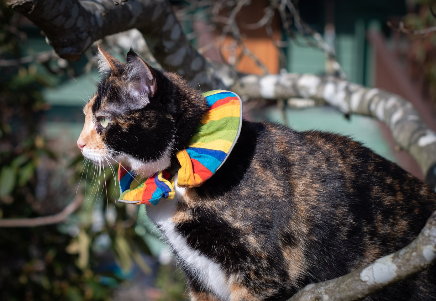 Calico cat with a birds-be-safe collar in a magnolia tree