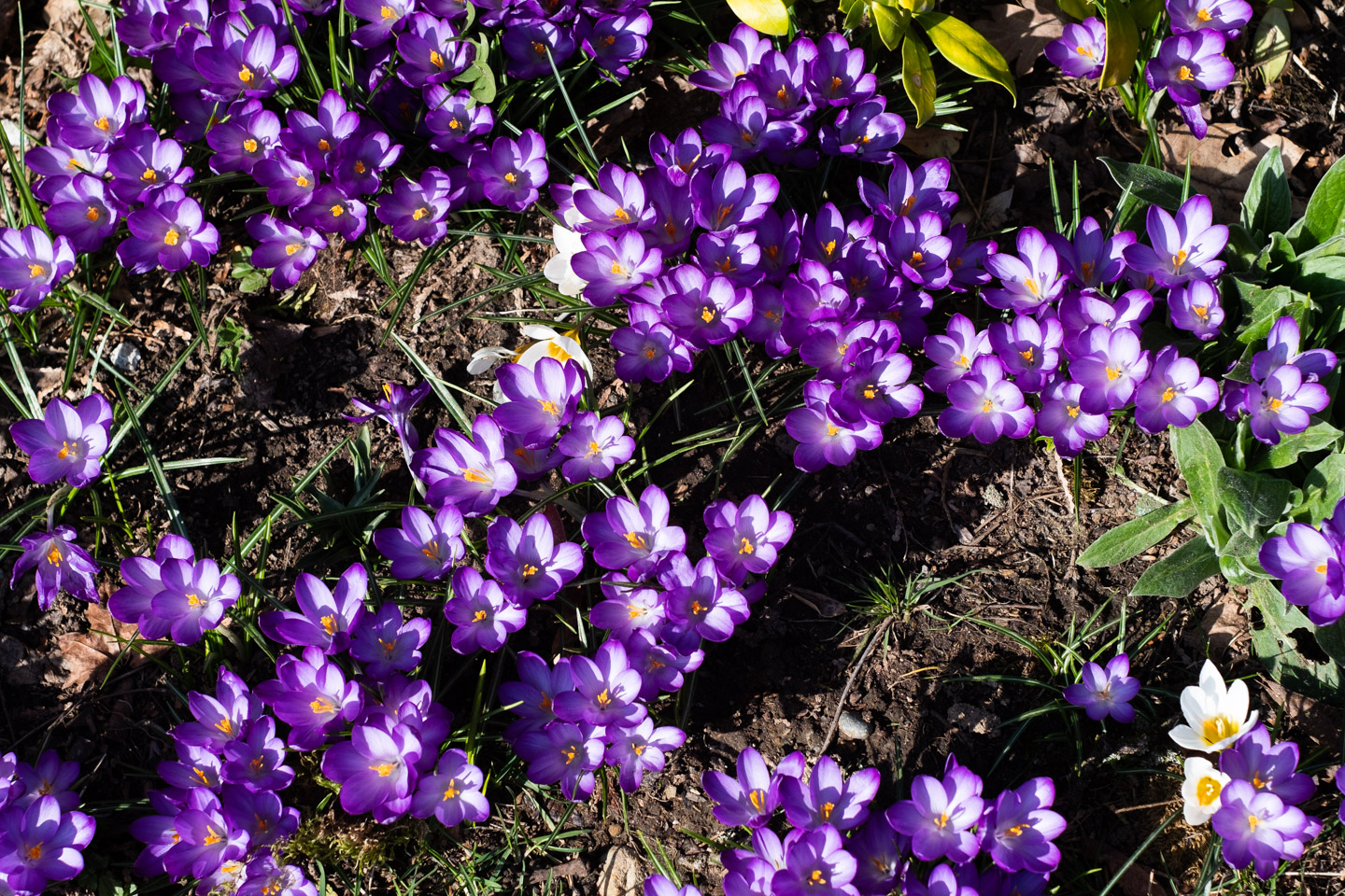 Mass of crocus blossoms