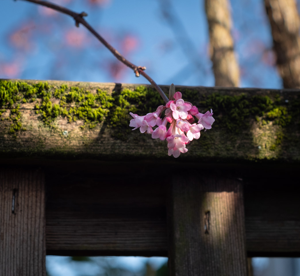 A cluster of little pink fruit-tree blossoms against a mossy wooden fence.