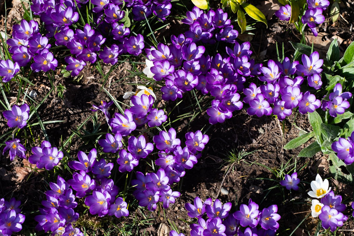 Mass of crocus blossoms