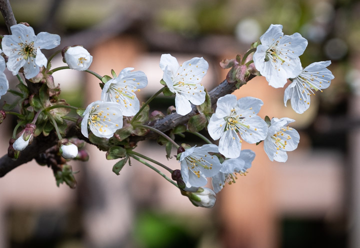 Cherry tree blossoms, busy background