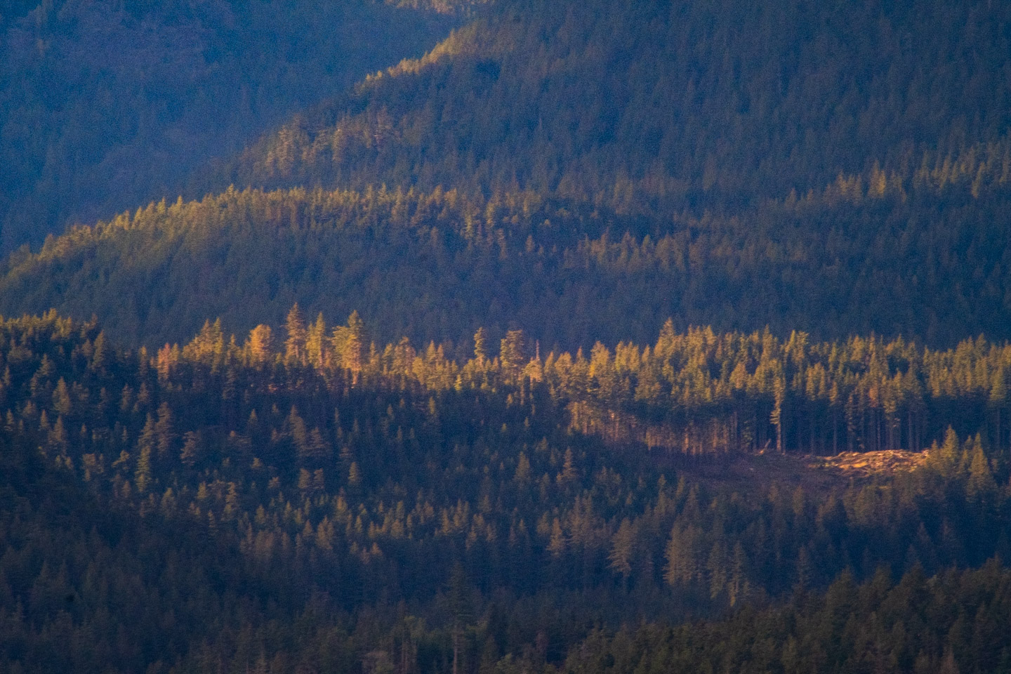A forested mountainside at dusk, streaks of sunlight across ranks of trees
