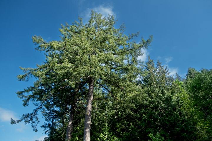 Looking up at a big cedar