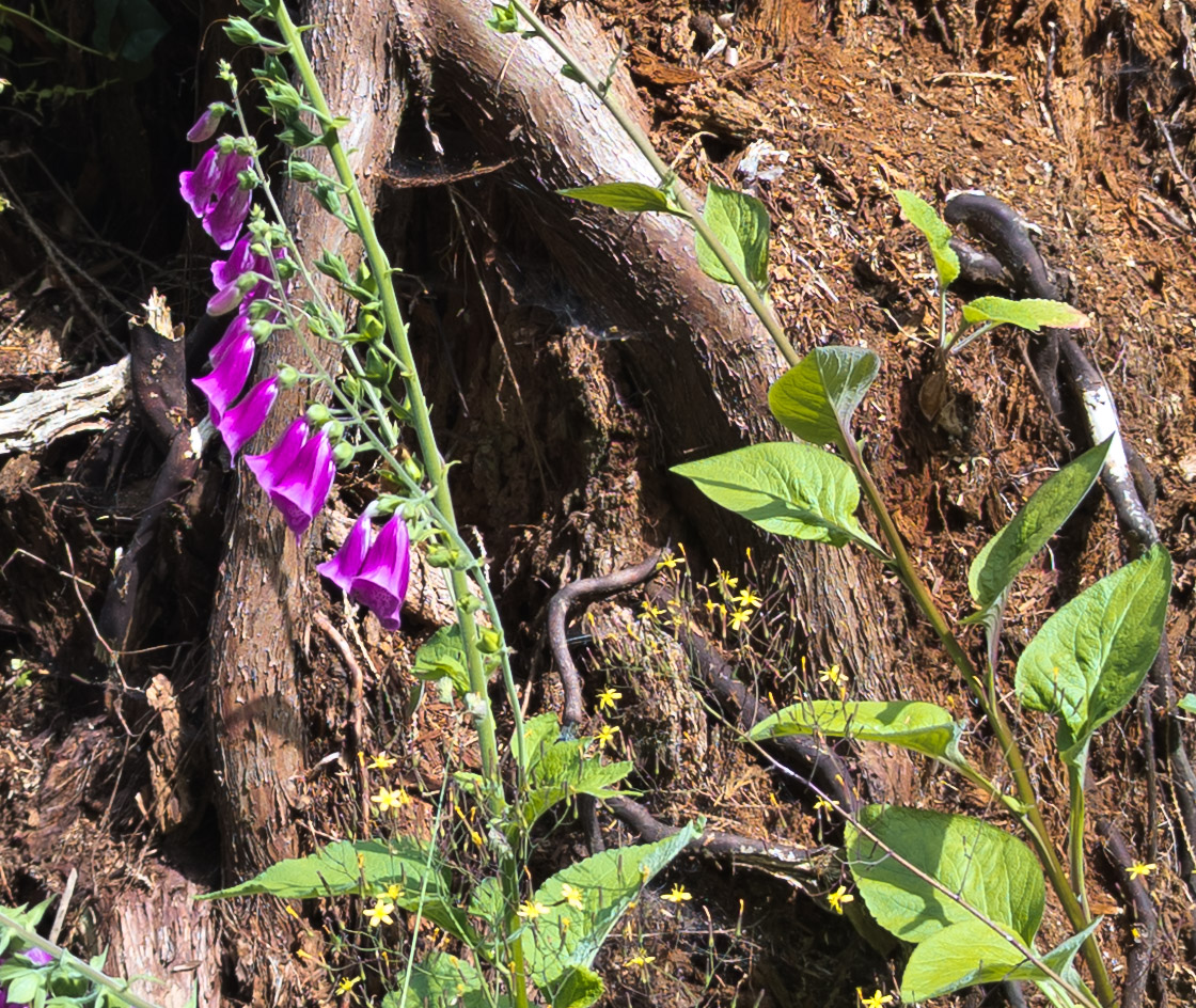 Wood and vegetation, DNG version