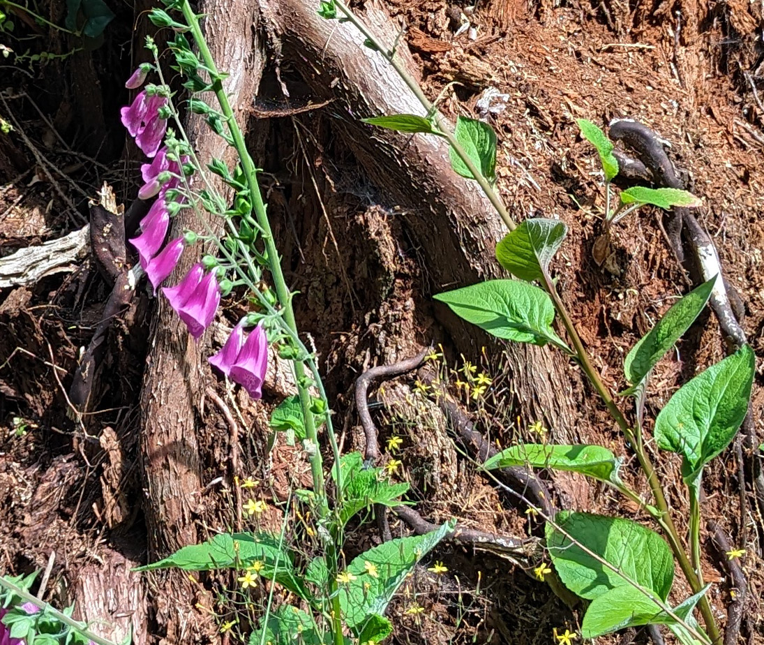 Wood and vegetation, JPG version