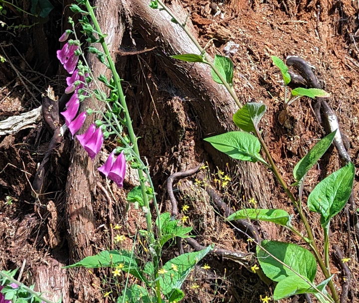 Wood and vegetation, JPG version