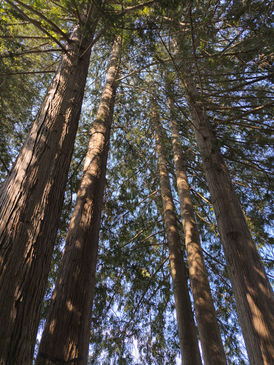 DNG version of picture looking up at evergreens