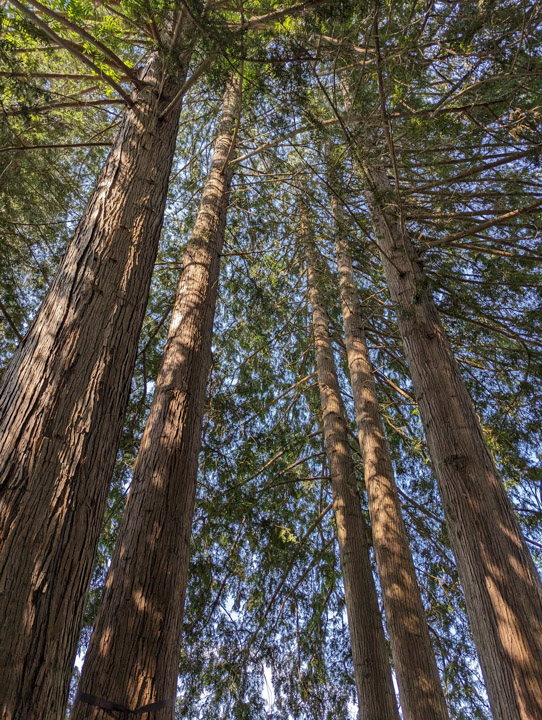 JPG version of picture looking up at evergreens