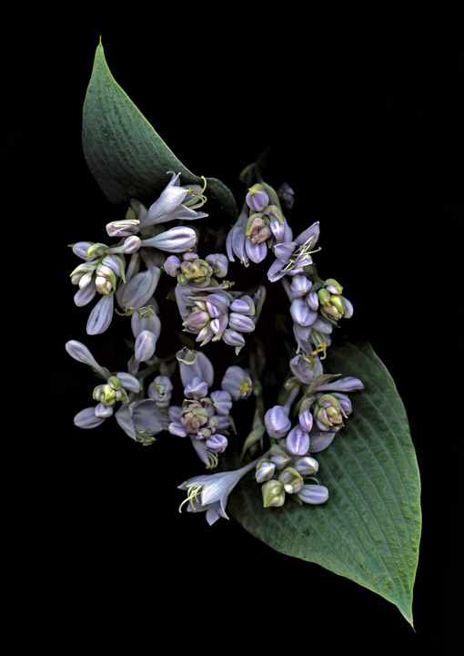 Hosta 'Halcyon', Aug. 23, 2023