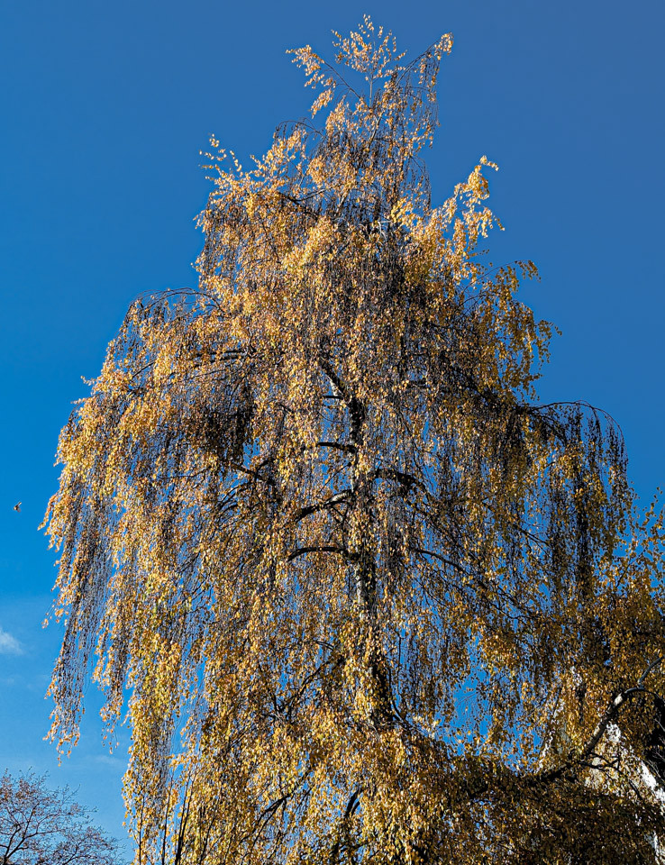 Autumnal tree against blue sky