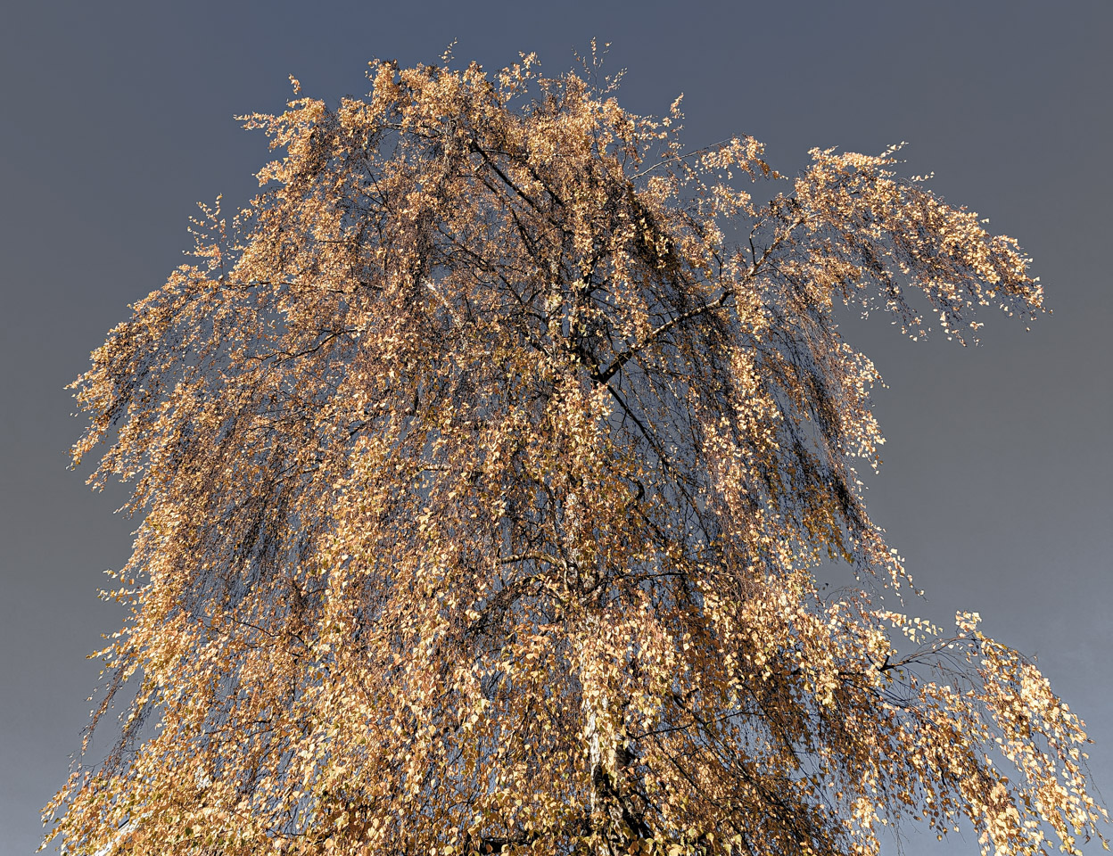 Autumnal tree against grey sky.