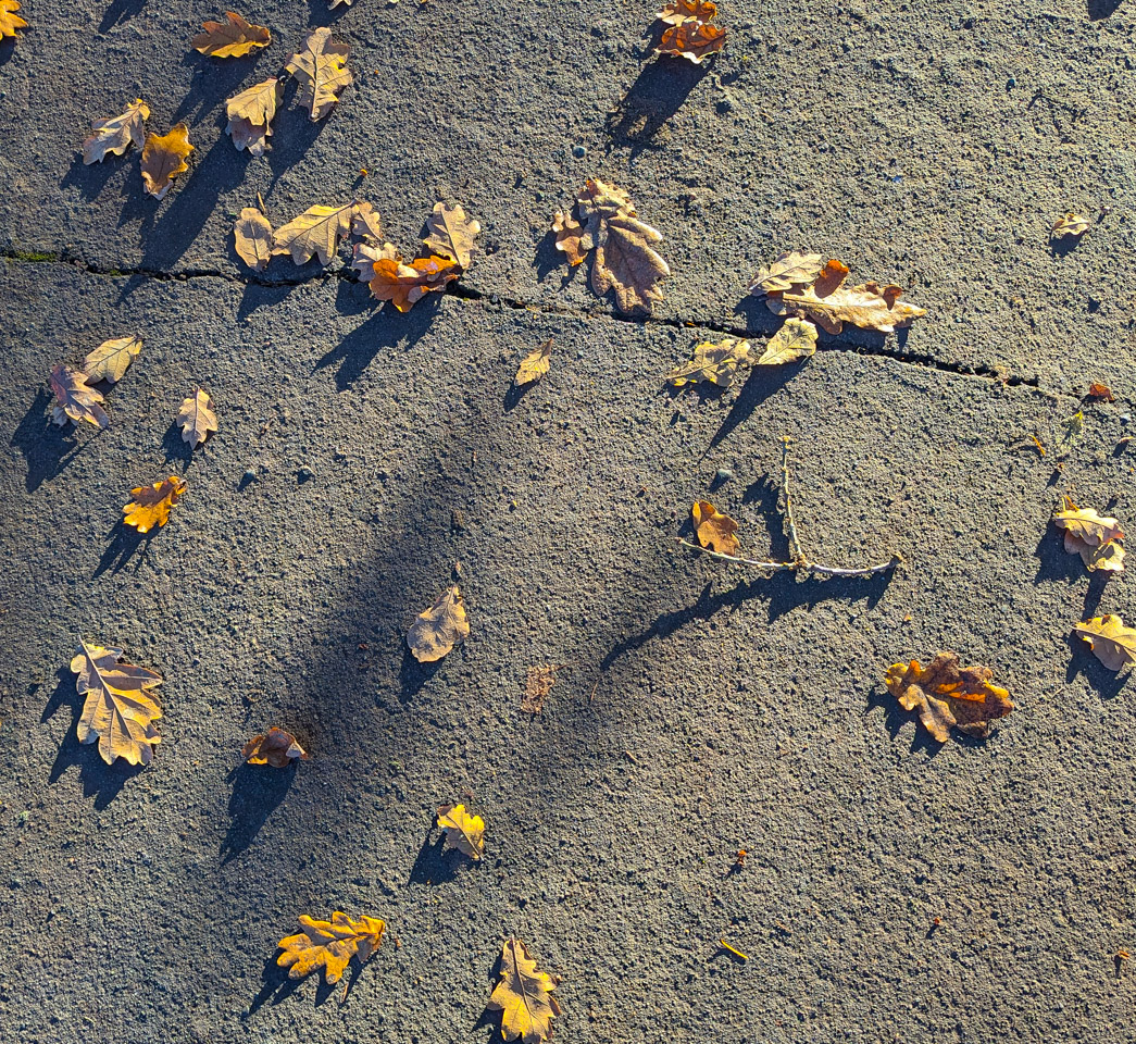 Yellow leaves in slanting sun cast shadows on the sidwalk