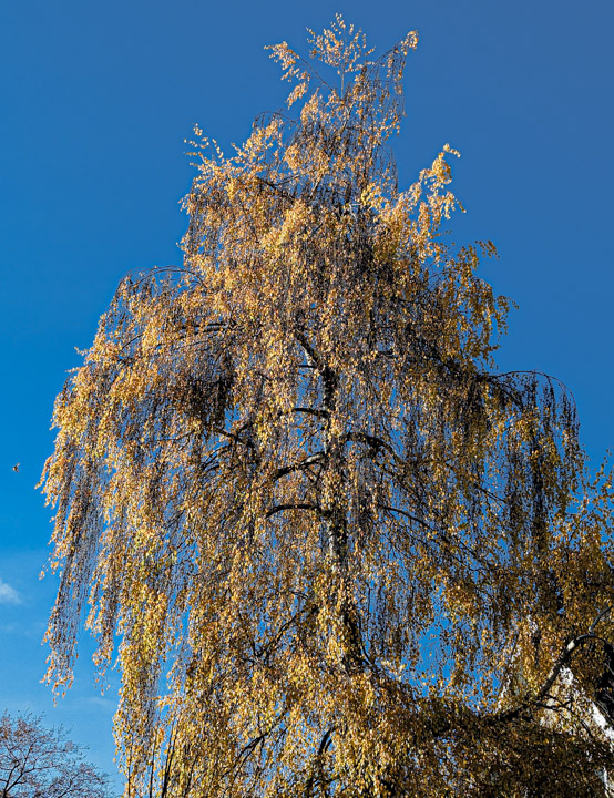 Autumnal tree against blue sky