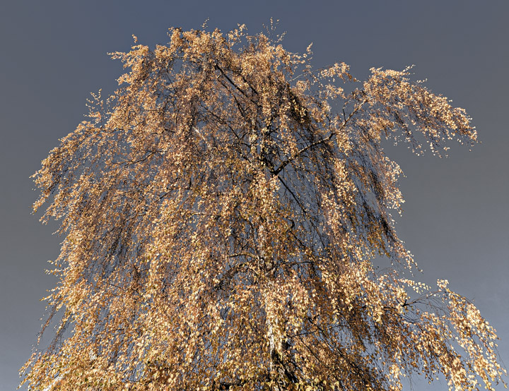 Autumnal tree against grey sky.