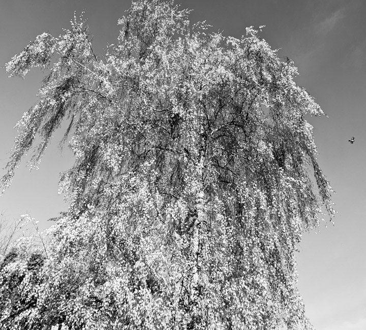 Black and white image of a complicated tree