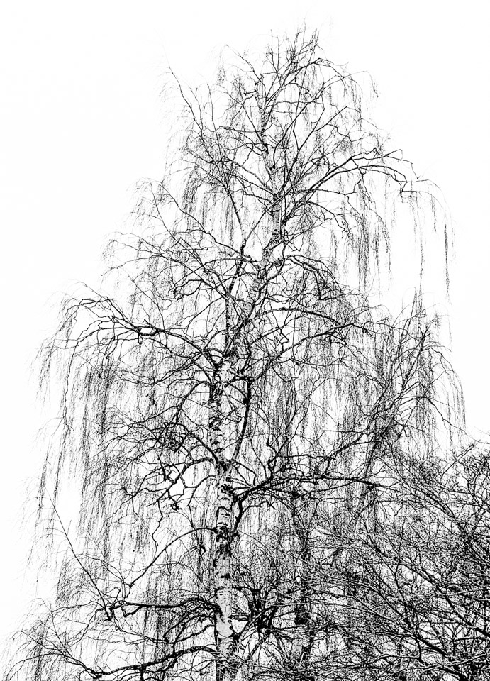 Bare tree against grey sky, New Year’s Day, 2024, Vancouver