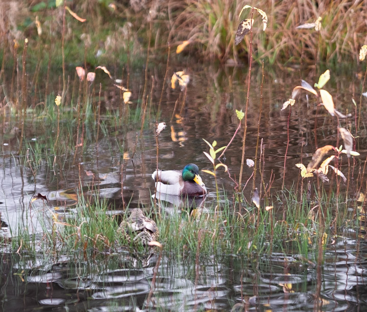 Duck in pond, New Year’s day, 2024, Vancouver