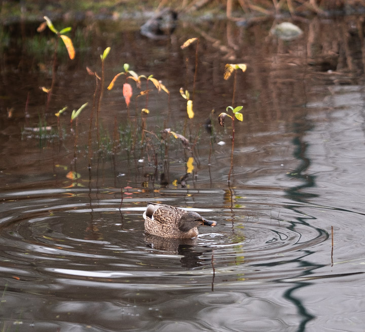 Duck in pond, New Year’s day, 2024, Vancouver